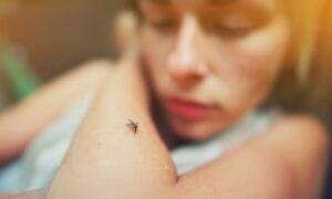 Ancaman Demam berdarah atau dengue adalah penyakit yang disebabkan oleh Virus dengue yang dibawa oleh nyamuk Aedes aegypti dan Aedes albopictus Ancaman Virus Penyakit ini menjadi masalah serius di berbagai negara tropis dan subtropis,