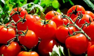 uah tomat Untuk Kesehatan (Solanum lycopersicum) bukan hanya menjadi salah satu bahan utama dalam masakan global,